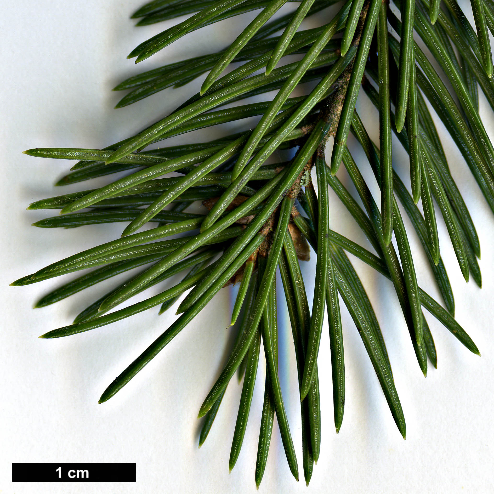 High resolution image: Family: Pinaceae - Genus: Picea - Taxon: ×hurstii (P.engelmannii × P.pungens)